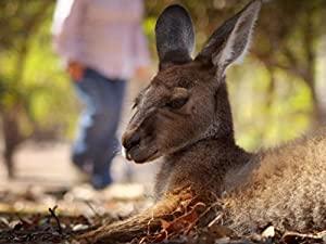 Kangaroos